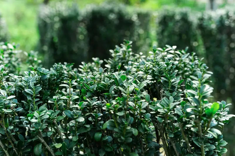 Clipped boxwood hedging in soft light
